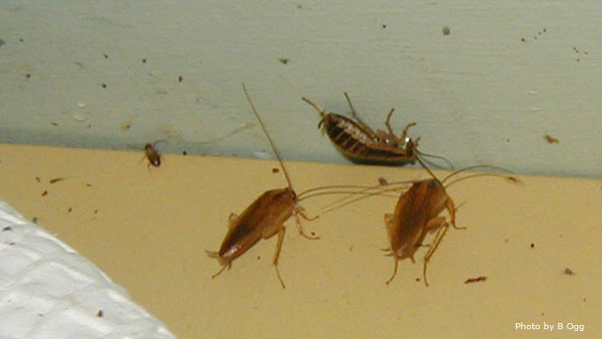 German Cockroaches on a stairway