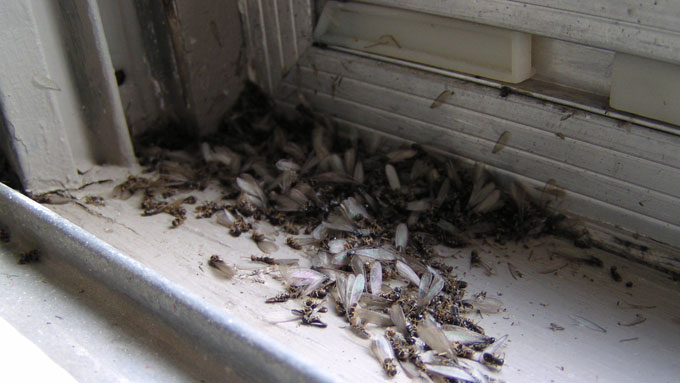 Termite Swarmers Around Window