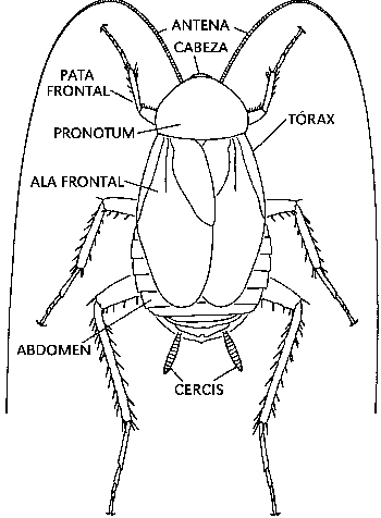 Las estructuras del cuerpo de una cucaracha.