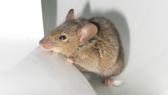 Resources on control rodents - rats and mice