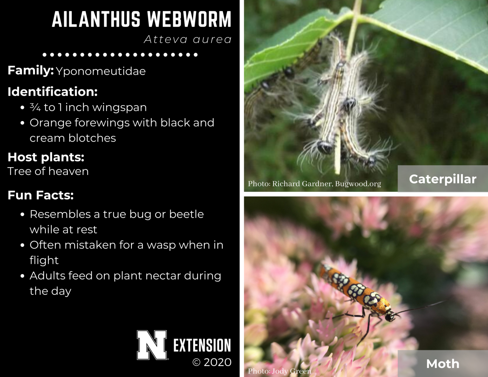 ailanthus webworm facts