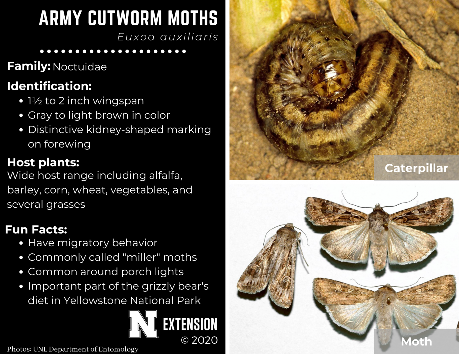 army cutworm moths facts