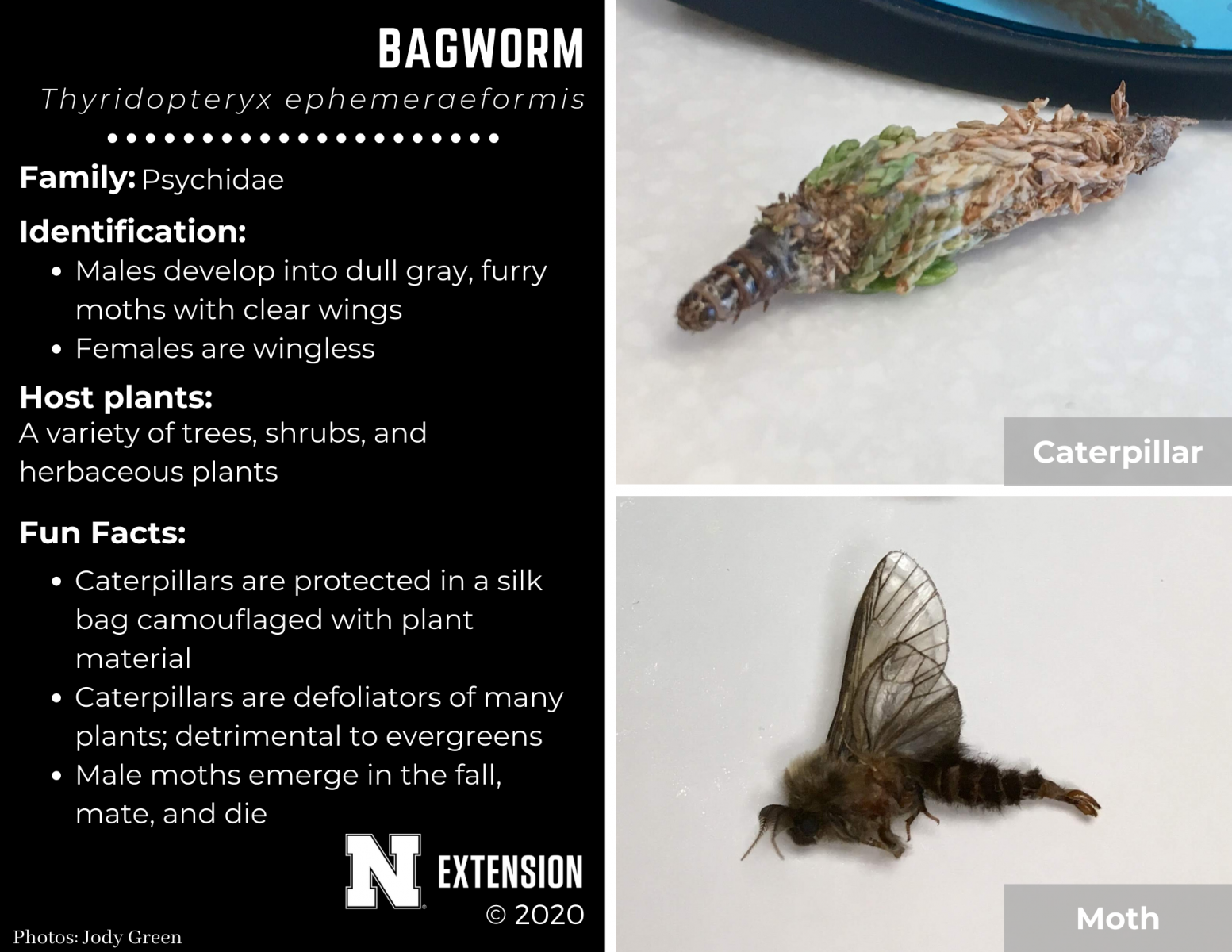bagworm facts