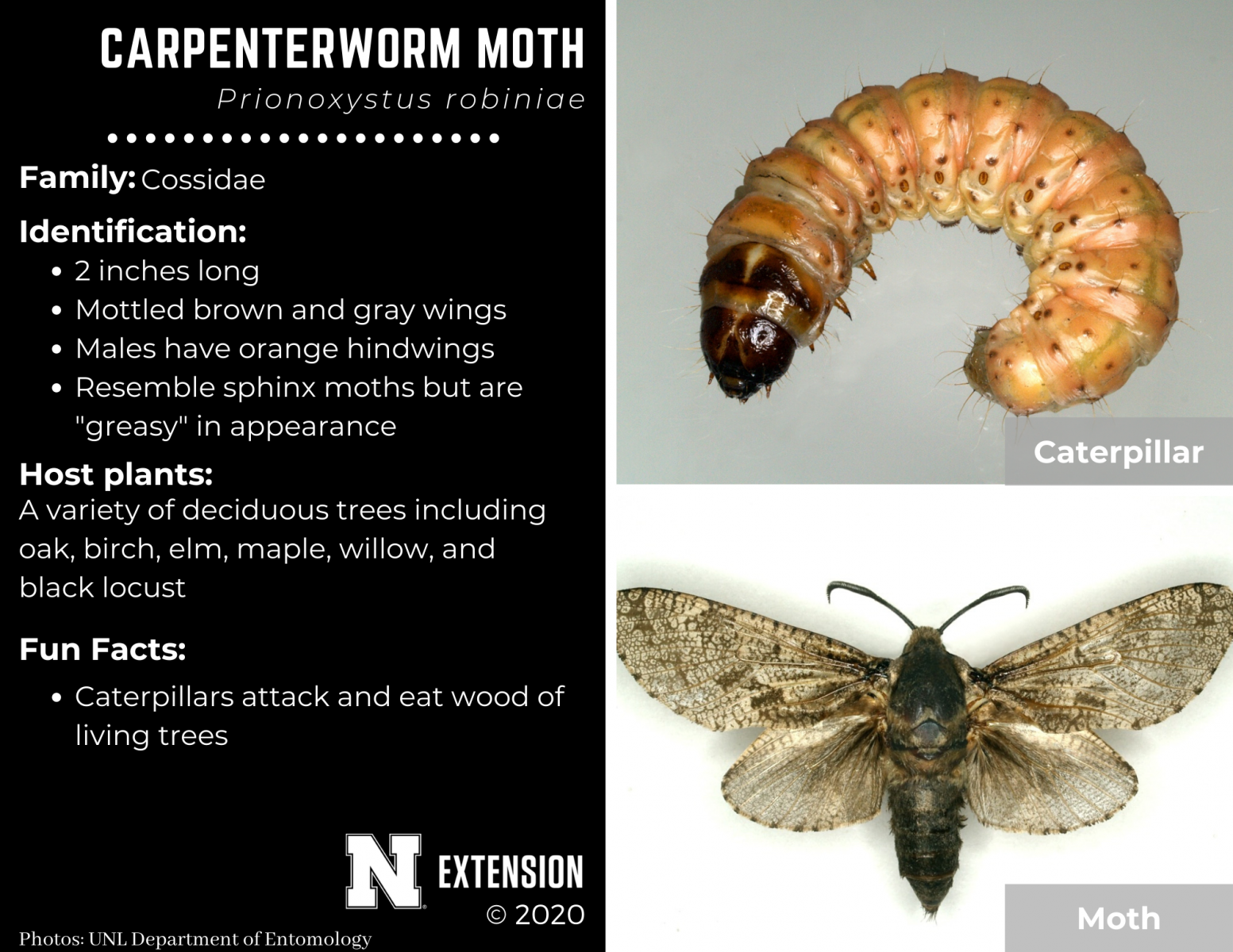 carpenterworm moth facts