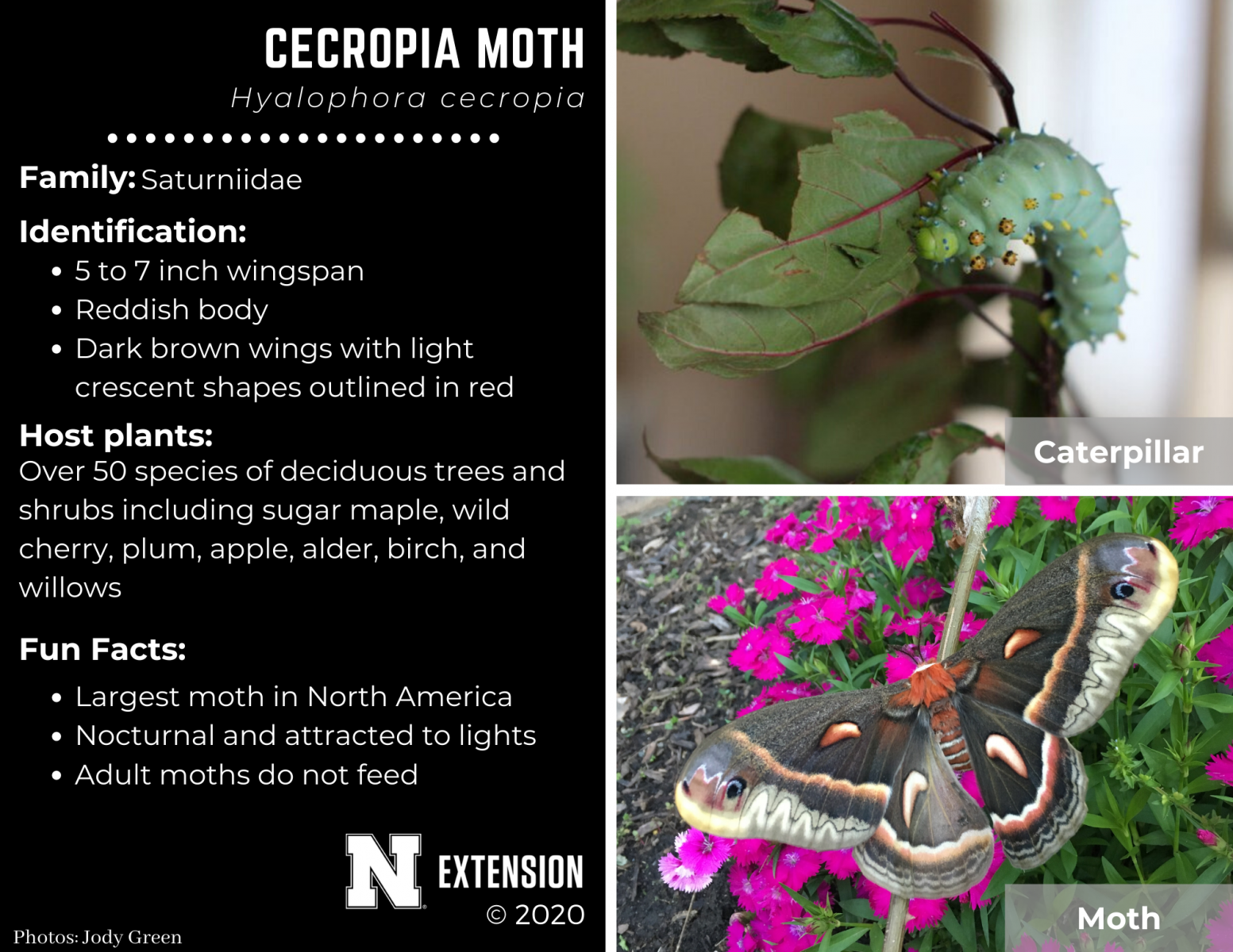 cecropia moth facts