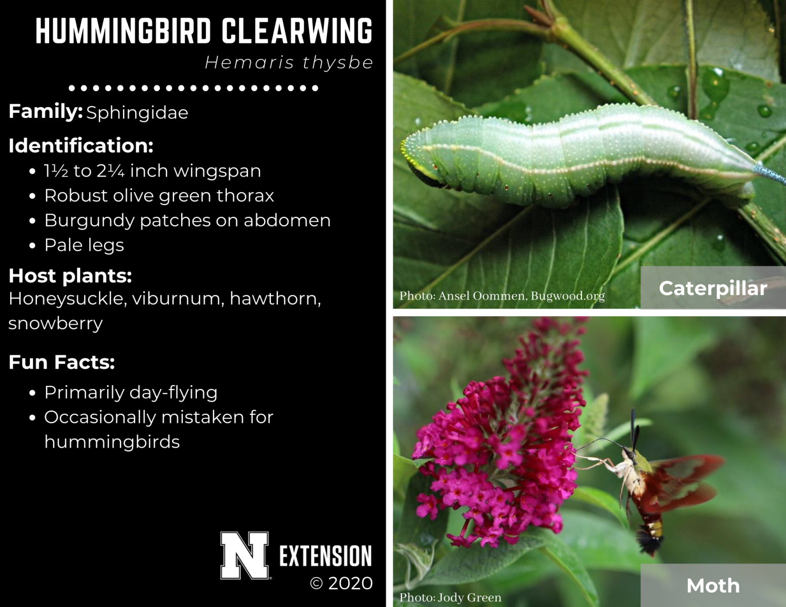 hummingbird clearwing facts