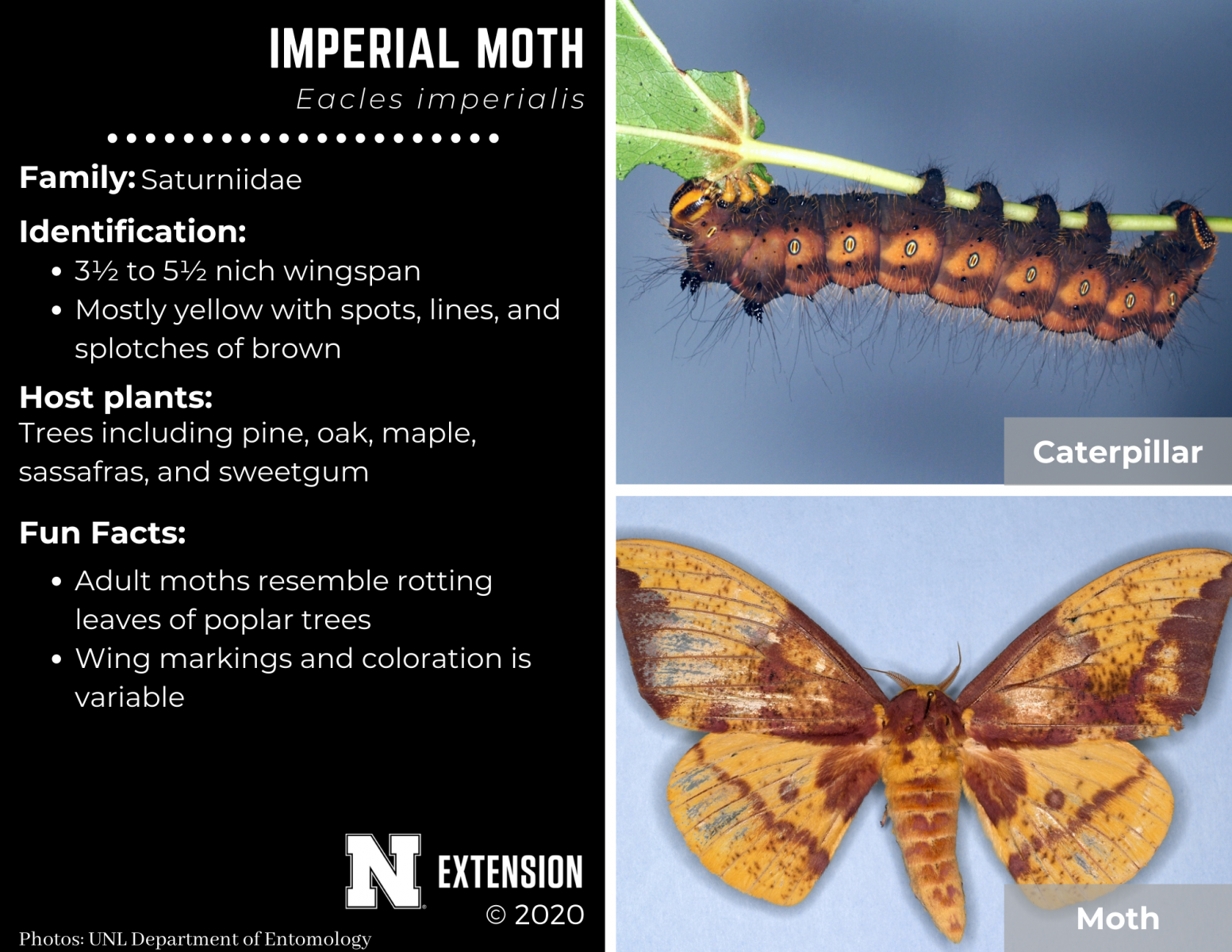 impreial moth facts