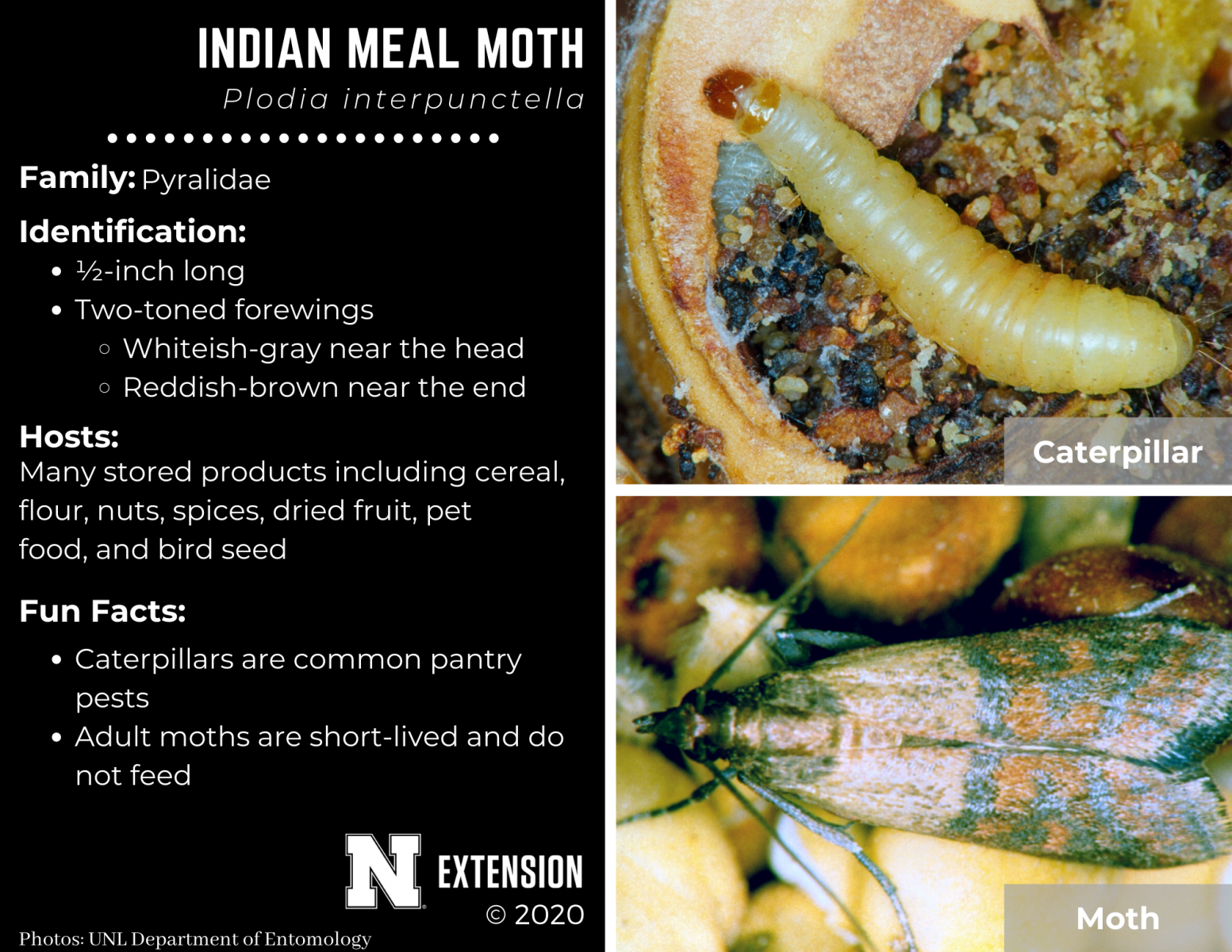 indian meal moth facts