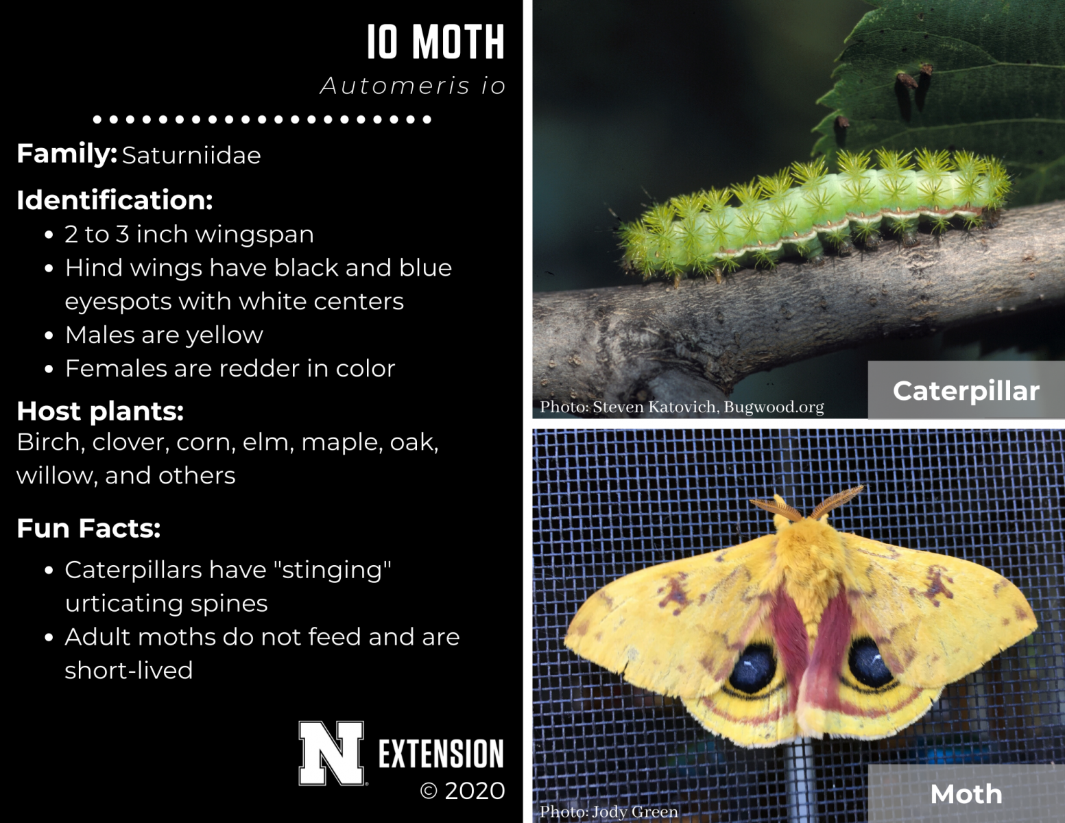 io moth facts