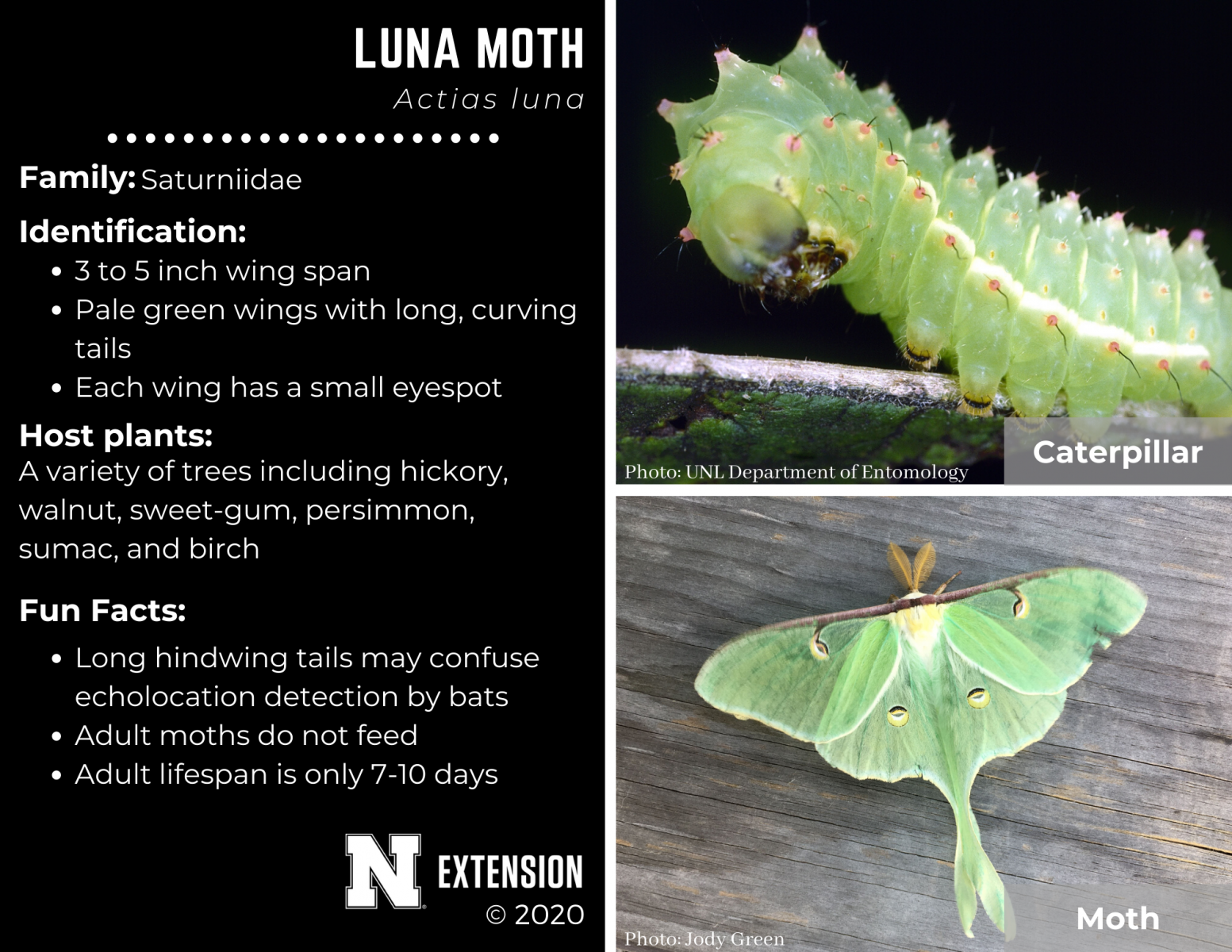 luna moth facts