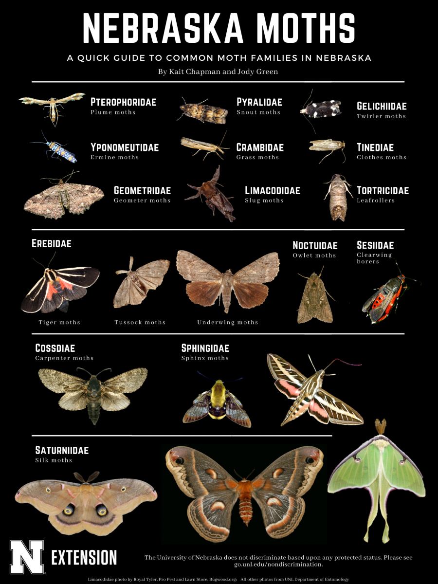 Nebraska Moths quick guide