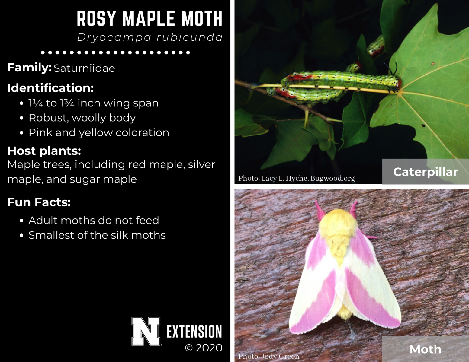 rosy maple moth facts