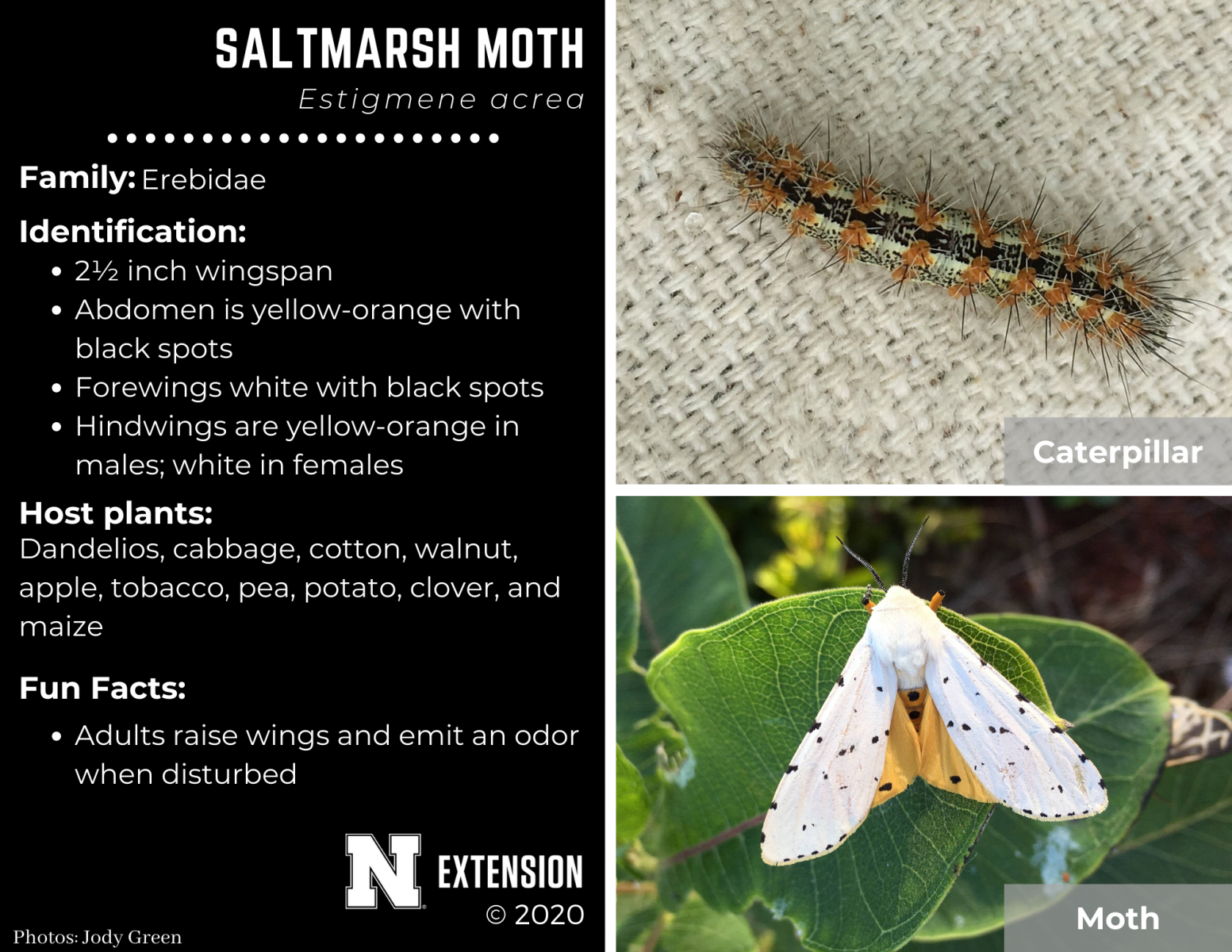 saltmarsh moth facts