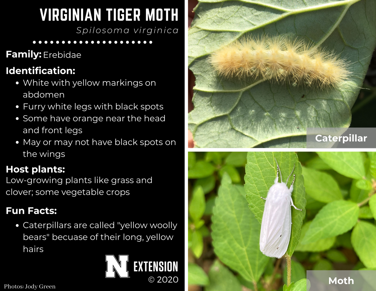 virginian tiger moth facts