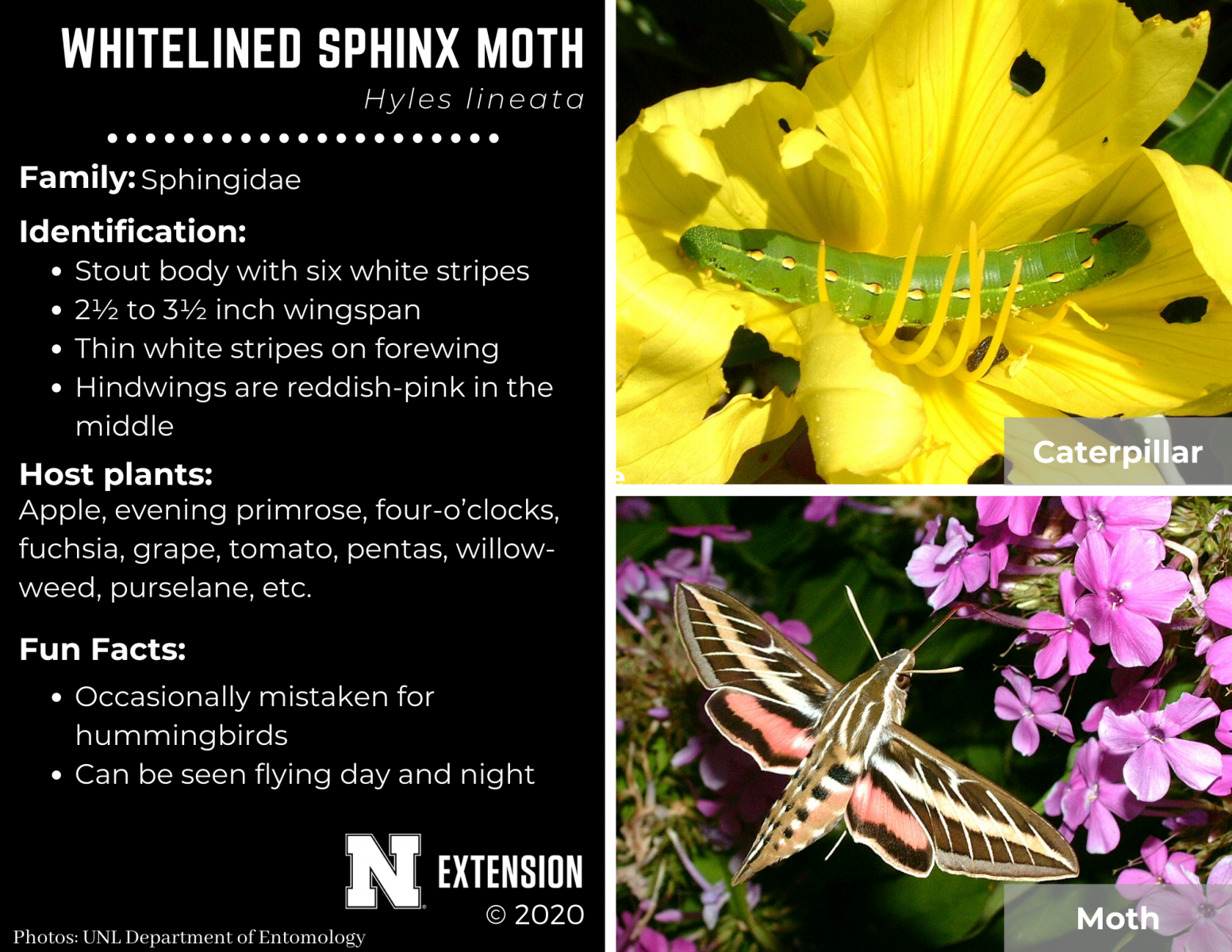 whitelined sphinx moth facts