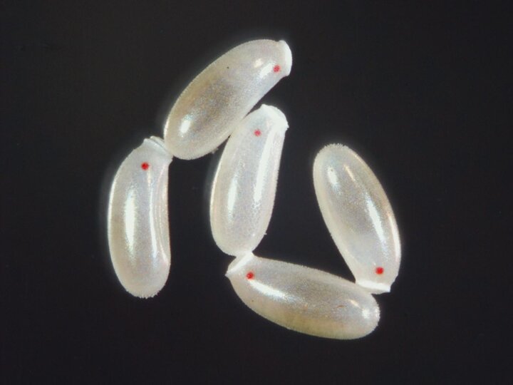 Image of bed bug eggs.