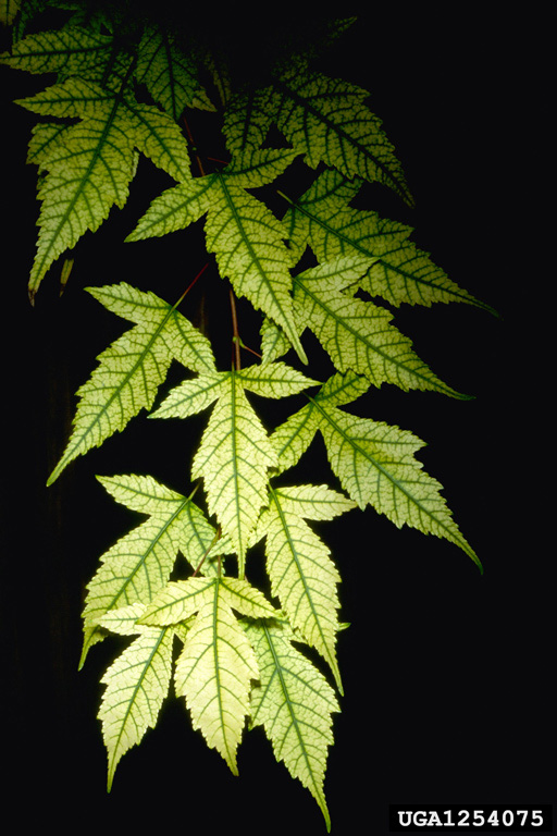 Picture of Iron chlorosis on foliage of trident maple.