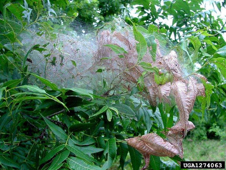 Image of fall webworm in tree. 