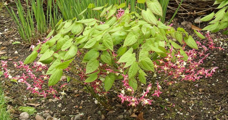 Picture of Epimedium x rubrum.