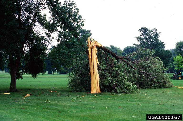 large tree broken in half, bark removed and trunk split in multiple spots