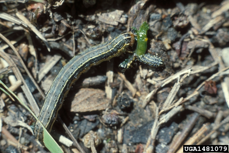 Picture of Armyworms