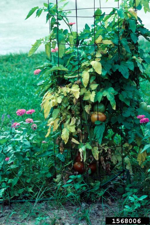 Picture of Tomato plant.