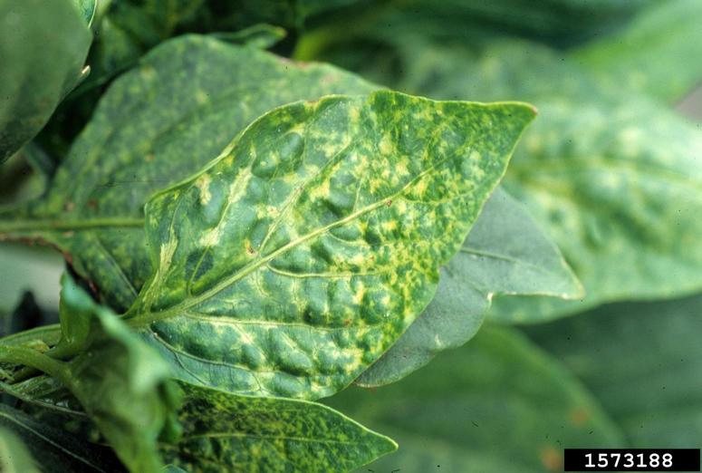 Image of a pepper leaf. The leaf is green but it has yellow marbling all throughout the leaf.