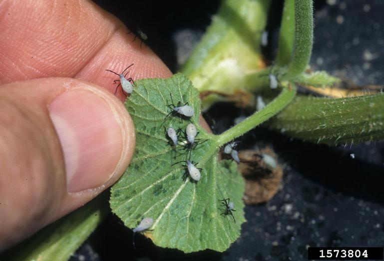 Image of immature squash bugs, from Gerald Holmes, Strawberry Center, Cal Poly San Luis Obispo, Bugwood.org. 