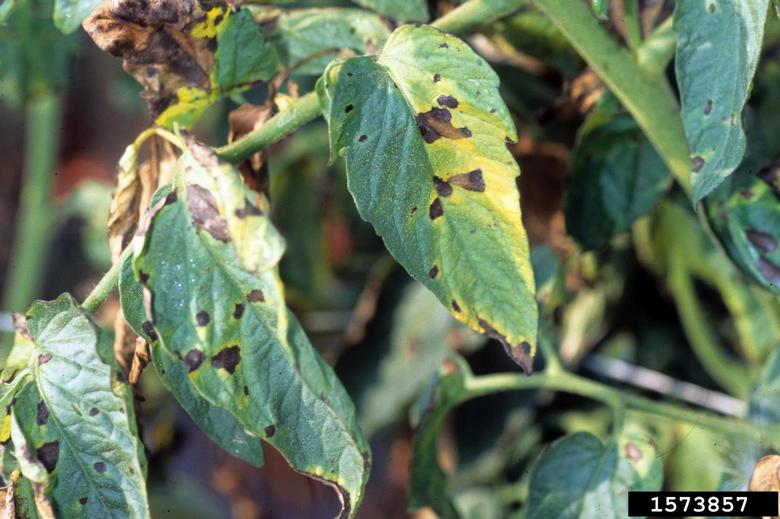 Image of early blight, Alternaria solani, lesion on tomato leaves. 