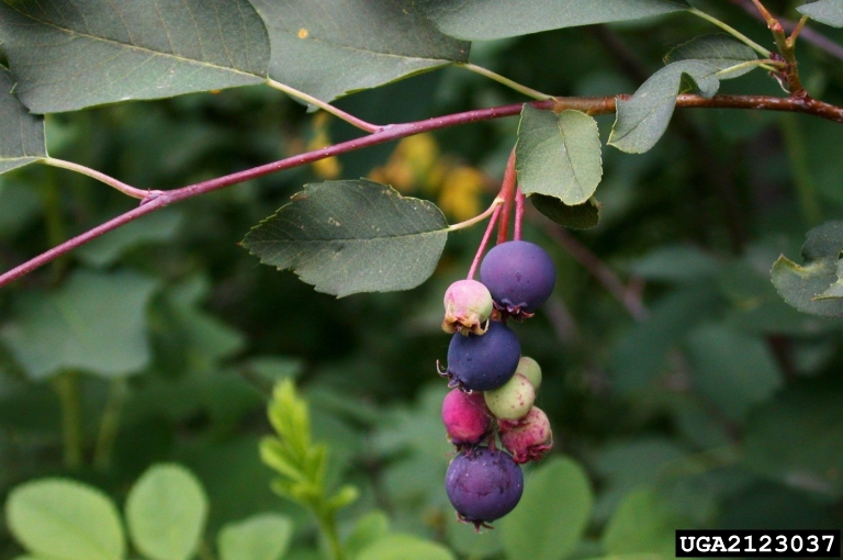 Picture of serviceberries.