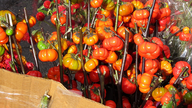 Picture of Pumpkin-on-a-stick.