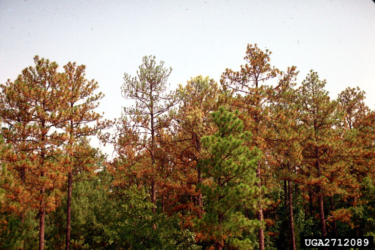 Picture of drought Pine Trees.