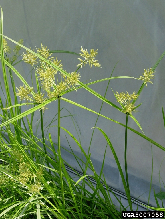 Picture of yellow nutsedge.