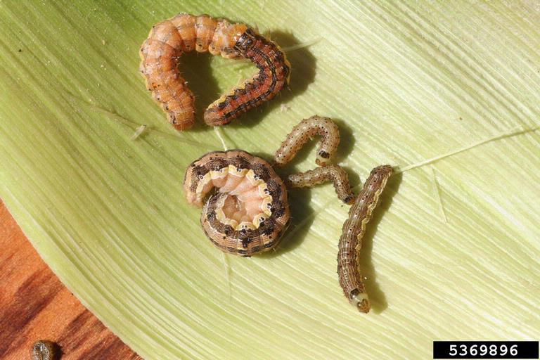 Picture of corn earworms.