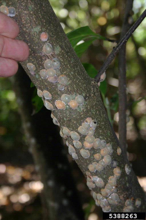 Picture of Adult magnolia scale in tree bark.