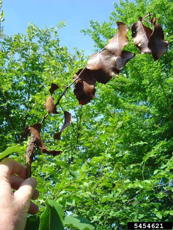 Picture of fireblight on pear stem.