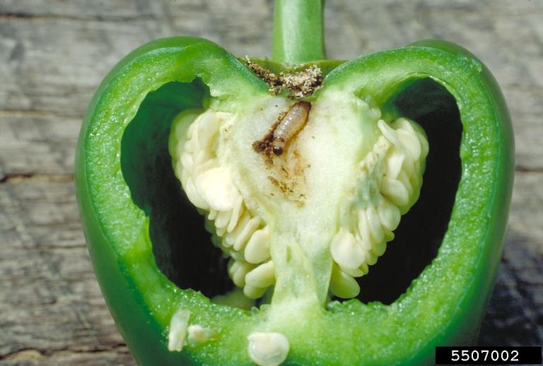 Picture of a pepper with a European corn borer.