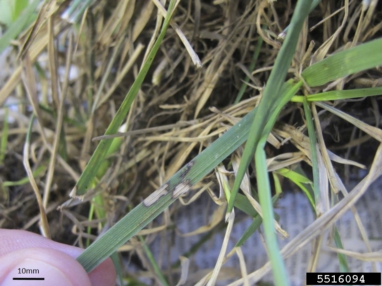 Image of brown patch symptoms on tall fescue leaves. 