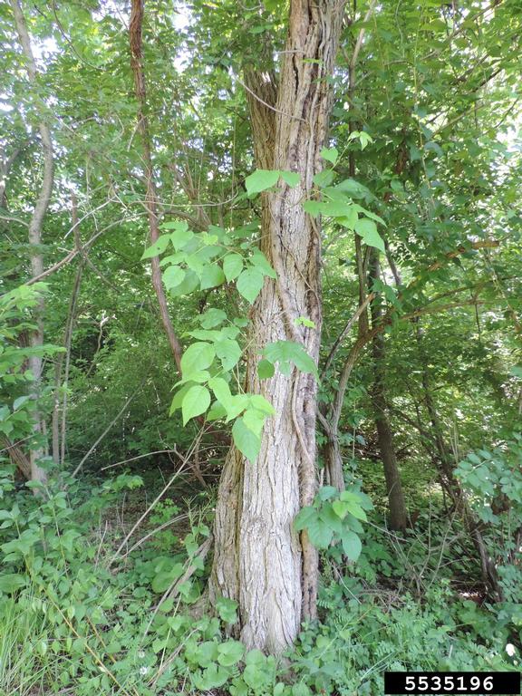 Picture of poison ivy vines on a tree.