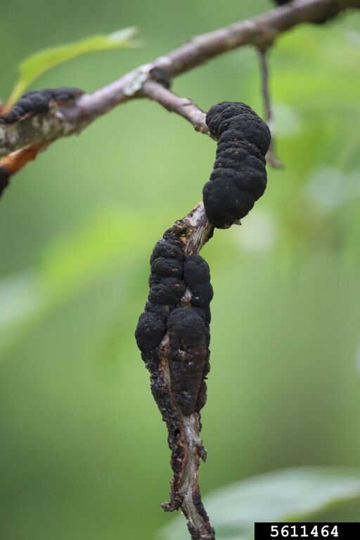 Picture of black knot disease on fruit tree.