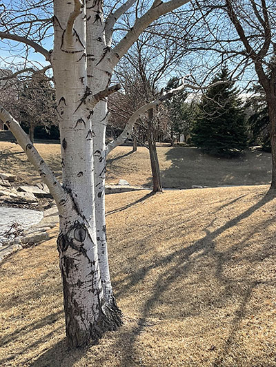 Image of river birch and brown winter grass. 