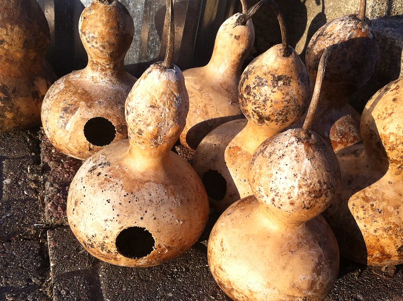 Image of birdhouse gourds which have been dried and prepared for decorating. 