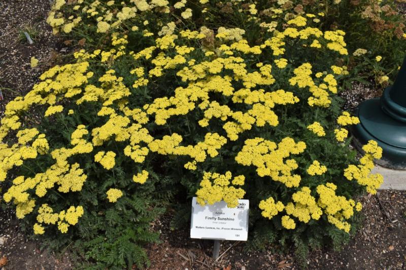 Picture of Achillea 'Firefly Sunshine' Best of Show