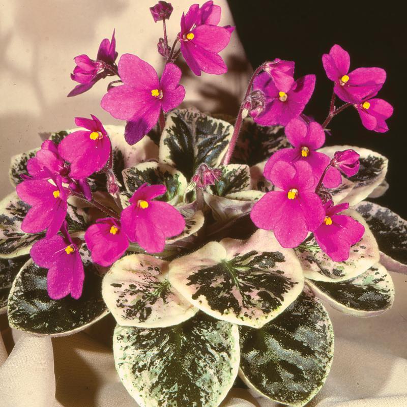 Picture of African violets 