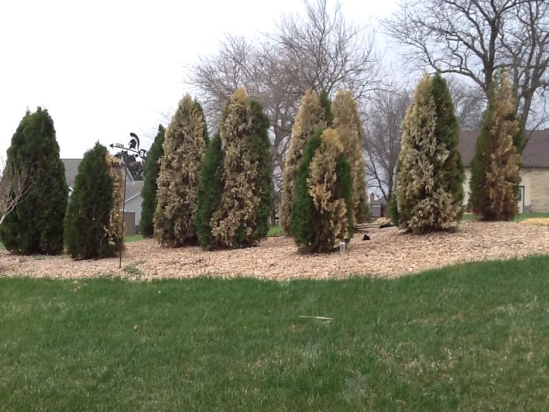 Winter desiccation of arborvitae. Image used with homeowner permission. 