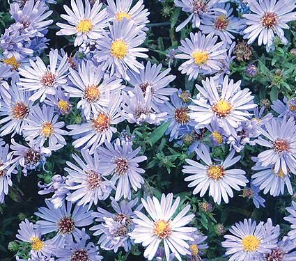 Image of 'Wood's Light Blue' New York aster.