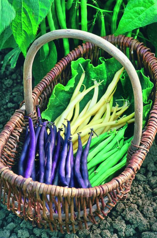 'Mardi Gras Blend' beans from Seeds by Design. Image from the National Garden Bureau.