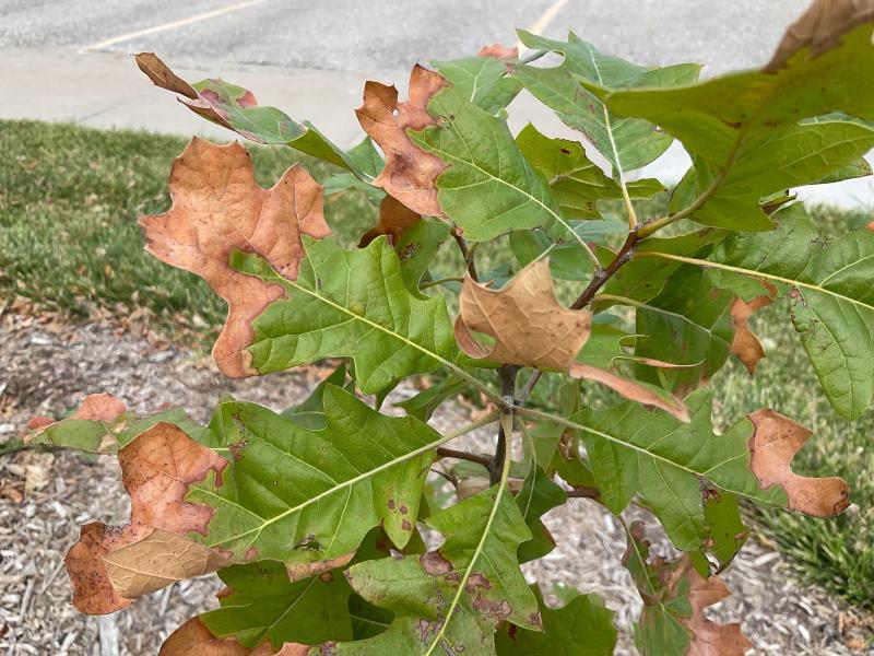 Close up of green oak leaves with brown/scorched tips