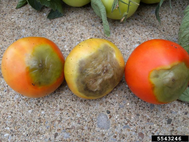 Image of tomato blossom end rot. 