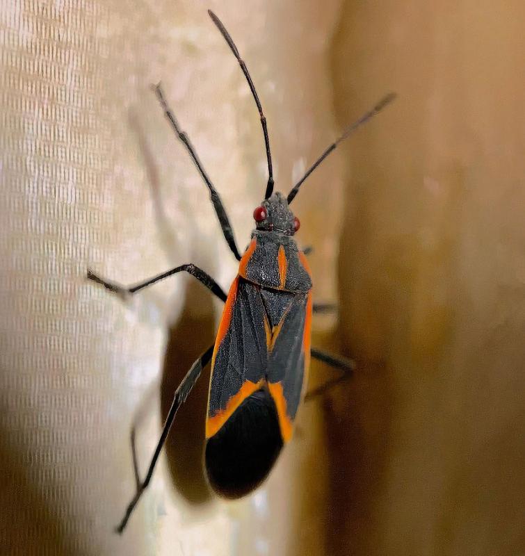 Image of an adult boxelder bug. 